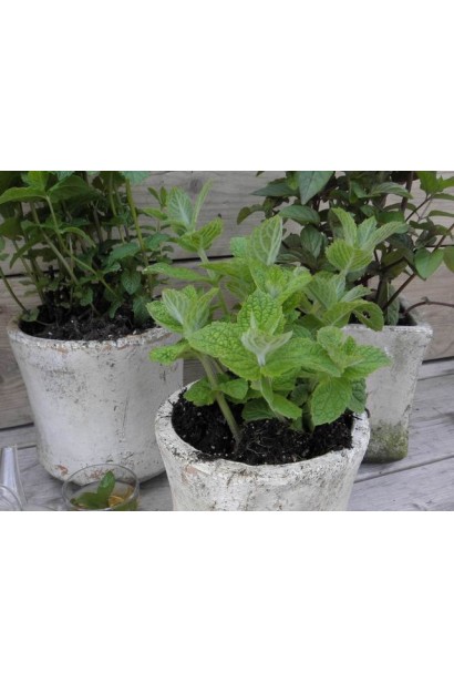 М’ята духмяна в горщику