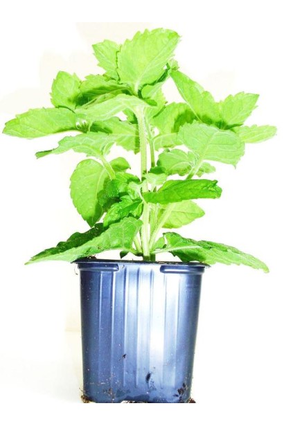 М’ята круглолиста 