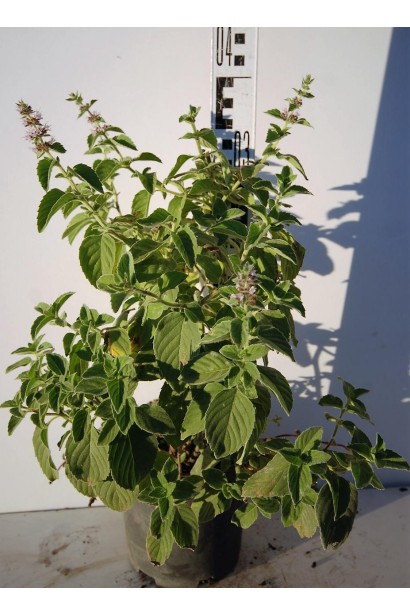 М’ята духмяна - 5л/30-40см/Ø20-30см