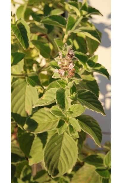 М’ята круглолиста