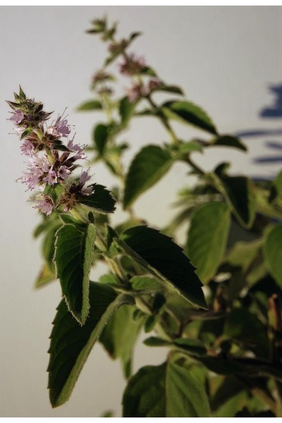 М’ята духмяна