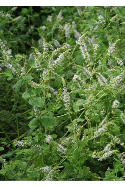 М’ята круглолиста 