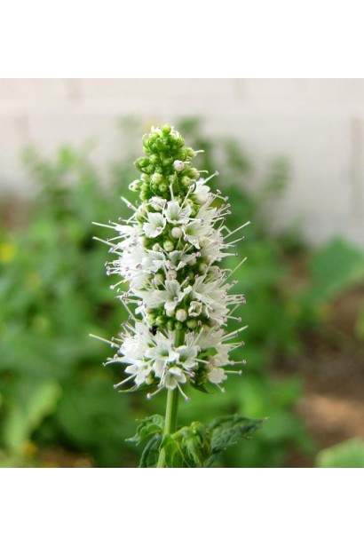 М’ята духмяна квітка