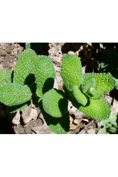 М’ята духмяна