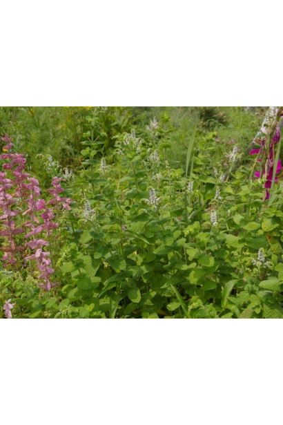 М’ята круглолиста 