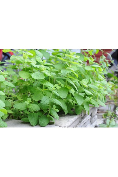 М’ята духмяна