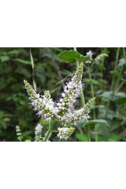 М’ята духмяна квіти