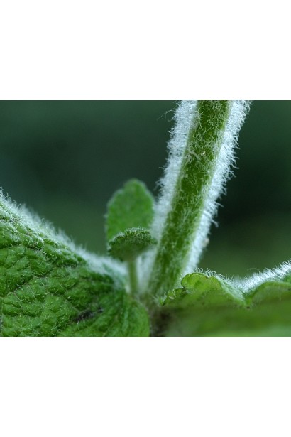 М’ята духмяна