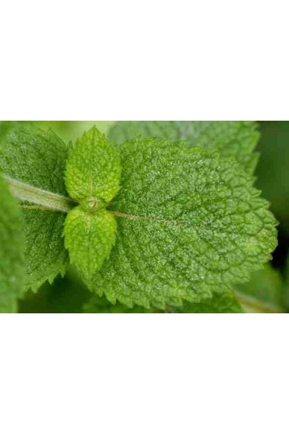 М’ята духмяна листя