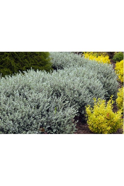 Ива ползучая Нитида