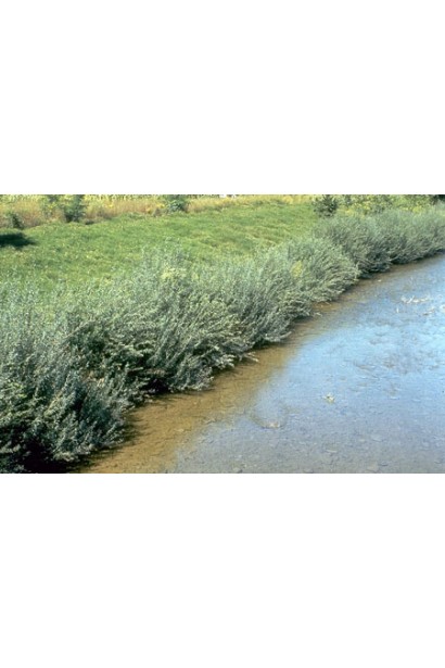 Ива ползучая Аргентеа