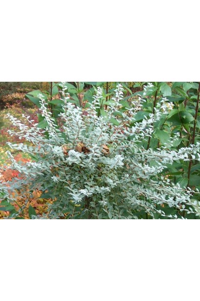 Ива ползучая Нитида карликовый куст с раскидистыми побегами