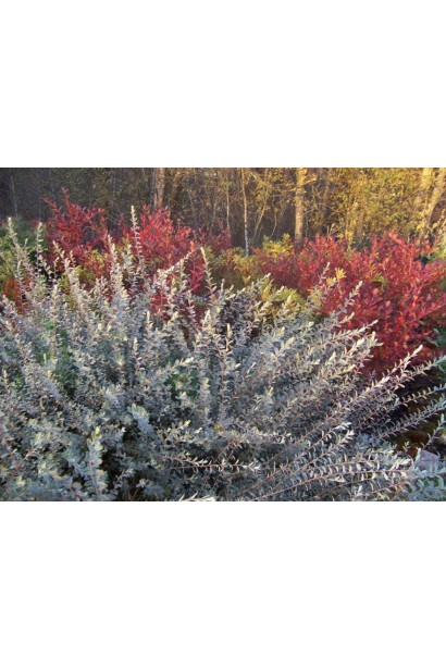 Ива ползучая Нитида в ландшпфте