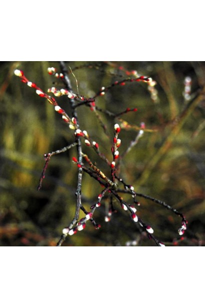 Ива ползучая Nitida лоза