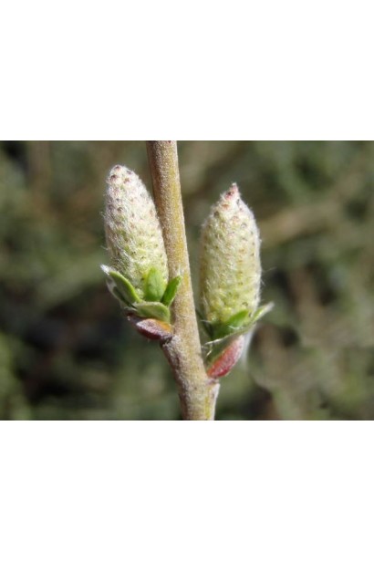 Желтые серьги ивы Нитида