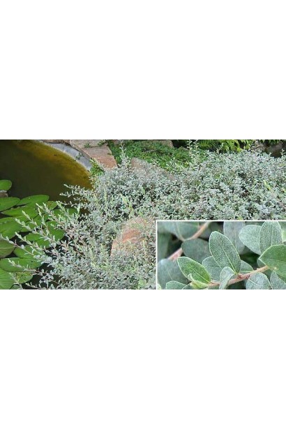 Ива ползучая Нитида опугенные серебристо-голубые листья