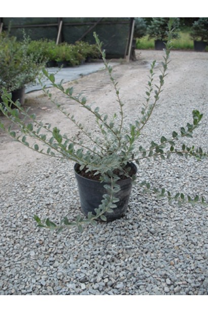 Ива ползучая Нитида контейнер 3 л