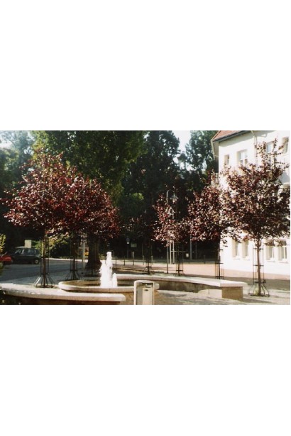 Слива розчепірена Нігра – дерево з фіолетовими листками