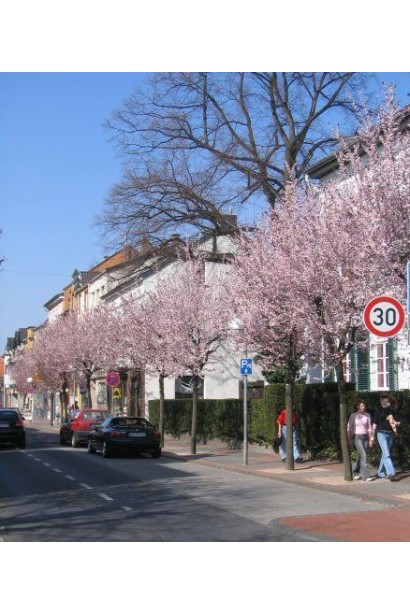 Слива розчепірена Нігра (на штамбі) | Слива растопыренная Нигра (на штамбе) | Prunus cerasifera Nigra (on shtamb)