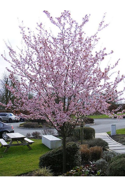 Слива Нігра на штамбі – красиве декоративне дерево