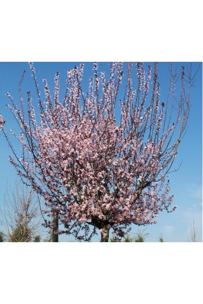 Слива розчепірена Нігра (на штамбі)