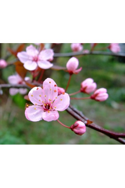 Цвітіння Сливи розчепіреної Нігра