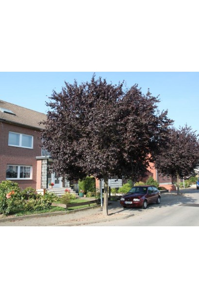 Prunus cerasifera Nigra (на штамбі) – дерево на штамбі з пурпуровими листками