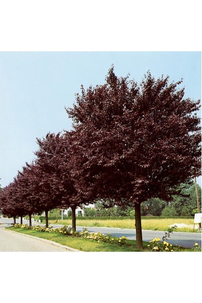 Слива Нігра на штамбі – розлоге дерево з темними листями