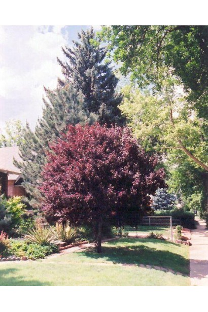 Слива розчепірена Нігра на штамбі – декоративне дерево з темно-фіолетовим листям