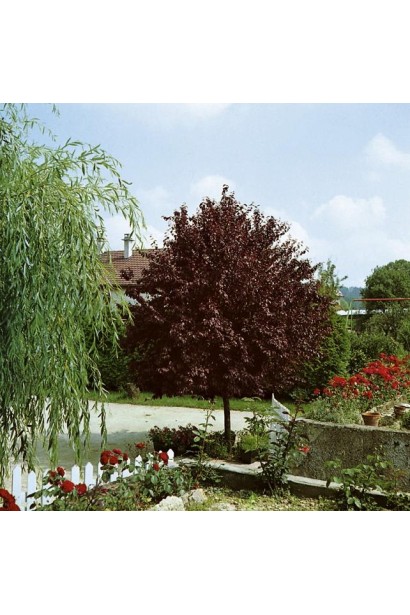 Слива Нігра на штамбі – декоративне дерево із розлогими гілками