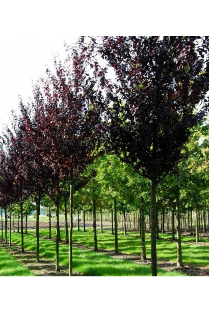 Prunus cerasifera Nigra (on shtamb)