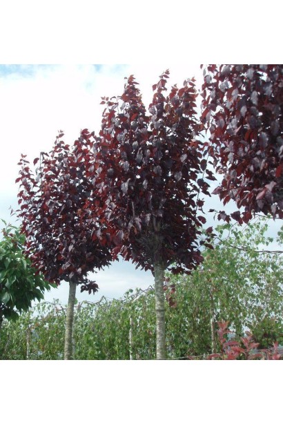 Prunus cerasifera Nigra (on shtamb) – компактне декоративне дерево