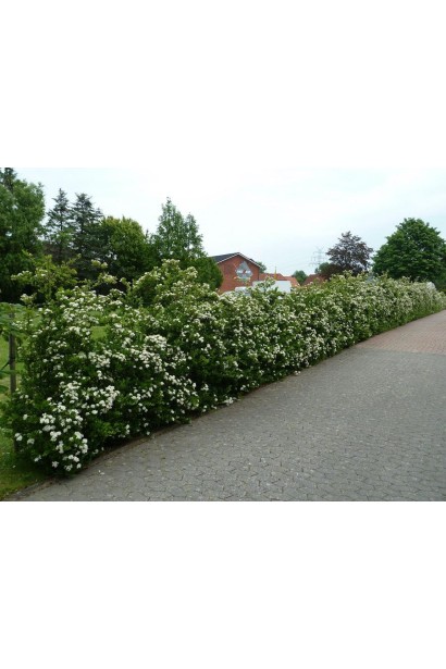 Пираканта Ред Колумн: чудова для вертикального озеленення стін або як частина декоративних груп.