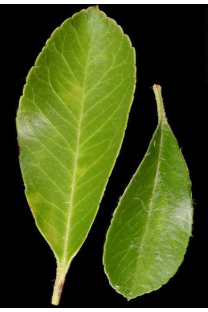 Листя Піраканта Ред Колумн 