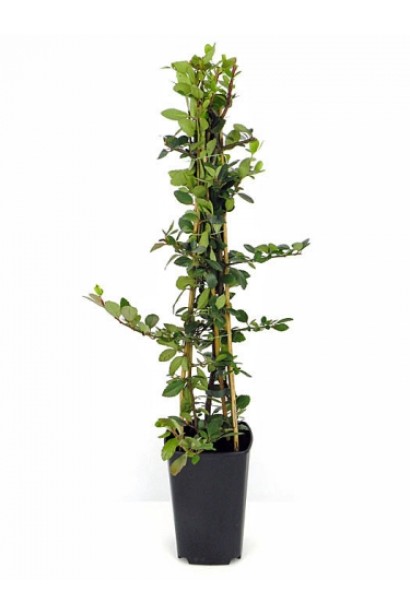 Саджанець піраканти Ред Колумн: чудовий варіант для вертикального озеленення або формування огорож.