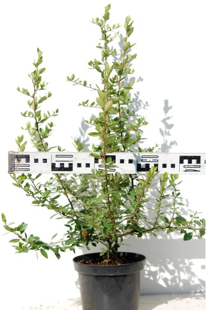 Саджанець піраканти Ред Колумн: чудовий варіант для вертикального озеленення або формування огорож.