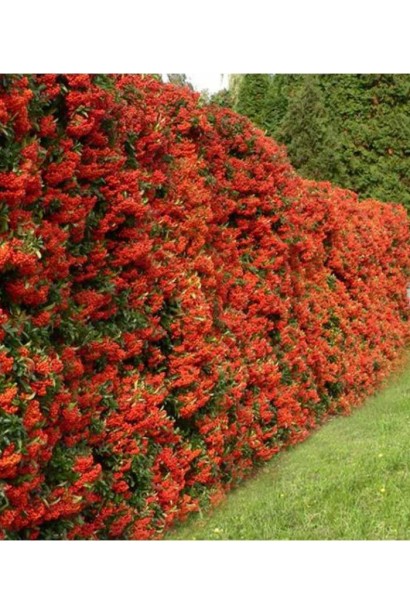 Піраканта Ред Колумн: красивий чагарник з червоними ягодами, що зберігають декоративний вигляд навіть узимку.