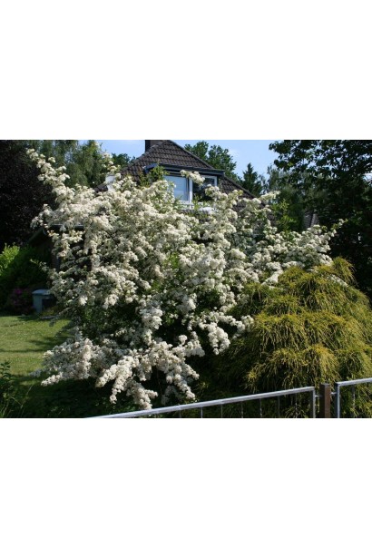 Цвітіння піраканти Ред Колумн: ніжні білі квіти, що змінюються на яскраві червоні ягоди.