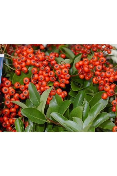 Піраканта Ред Колумн: вертикальний чагарник з червоними ягодами, що додає саду структури