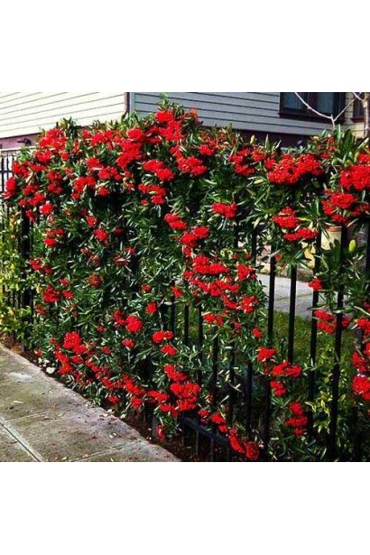 Піраканта Ред Колумн: декоративний чагарник, який займає мінімум місця, але має великий декоративний ефект.