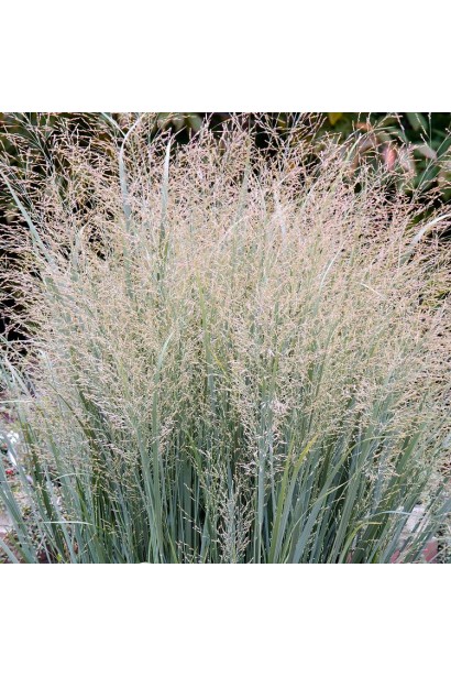 Кущ проса Хеві Метал з декоративними квітковими мітелками.