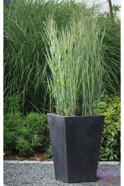 Panicun virgatum Heavy Metal