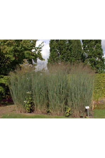 Кущі проса Хеві Метал у сучасному ландшафтному дизайні.