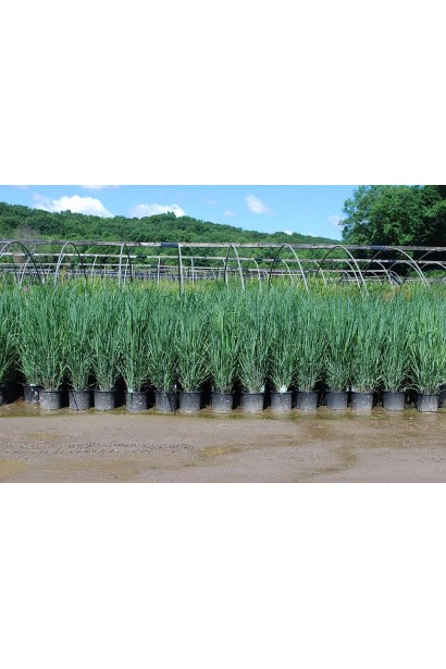 Саджанці проса Хеві Метал доступні в садовому центрі.