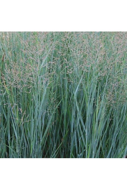 Просо Хеві Метал із сріблястим листям у ландшафті.