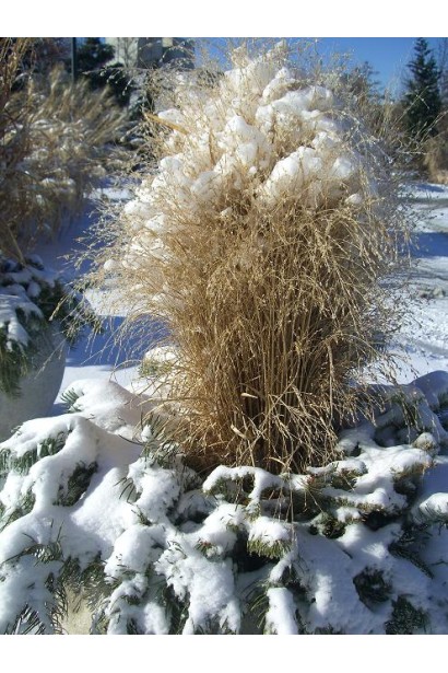 Просо Хеві Метал прикрашає сад навіть взимку завдяки суцвіттям.