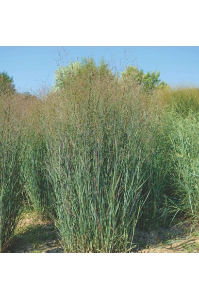 Кущ Panicum Heavy Metal з густими вертикальними стеблами.