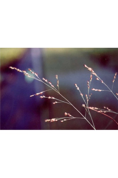 Просо прутовидне Хеві Метал