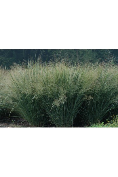 Просо Хеві Метал утворює витончені щільні зарості.