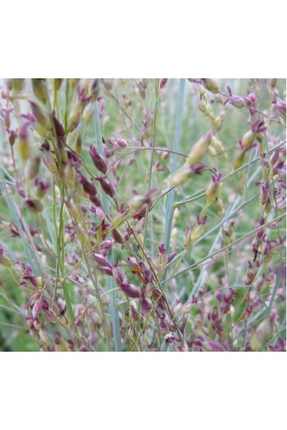 Просо прутовидне Хеві Метал